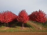 美国红枫苗圃图片