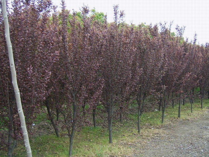 紫叶李苗圃图片