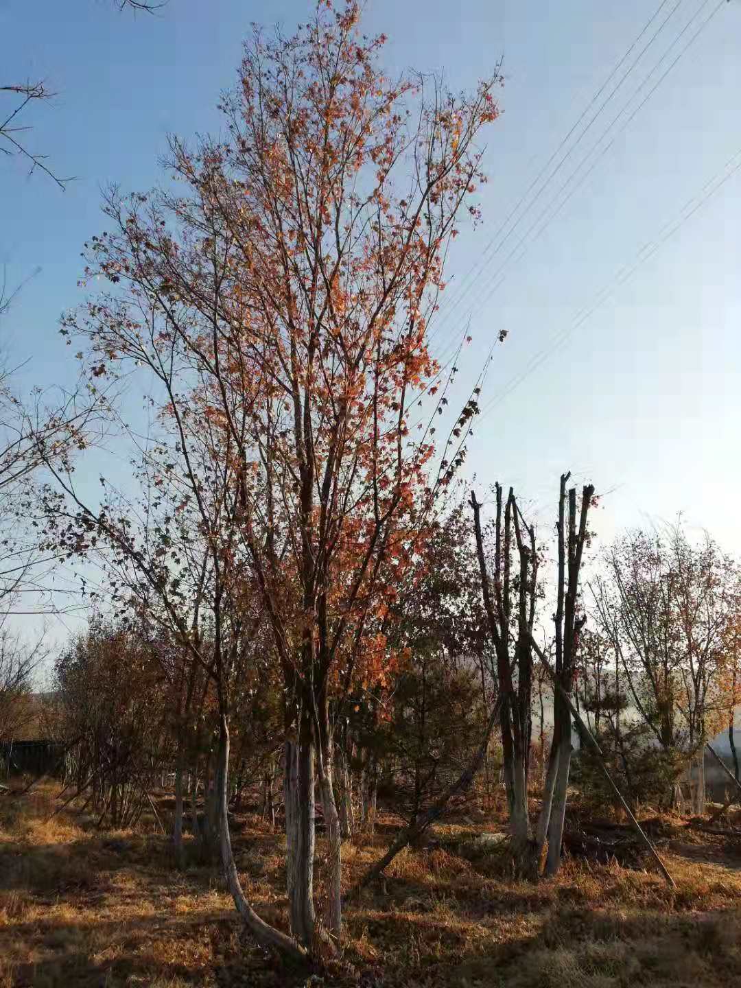 丛生五角枫