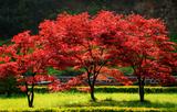 美国红枫观赏图片