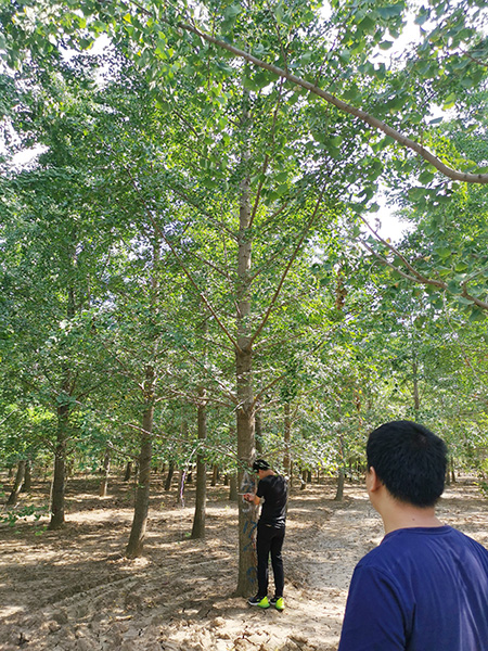 银杏苗圃图片