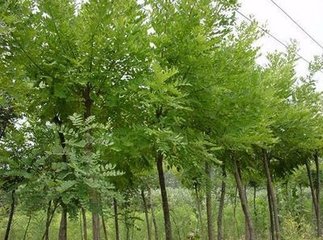 白蜡苗圃图片