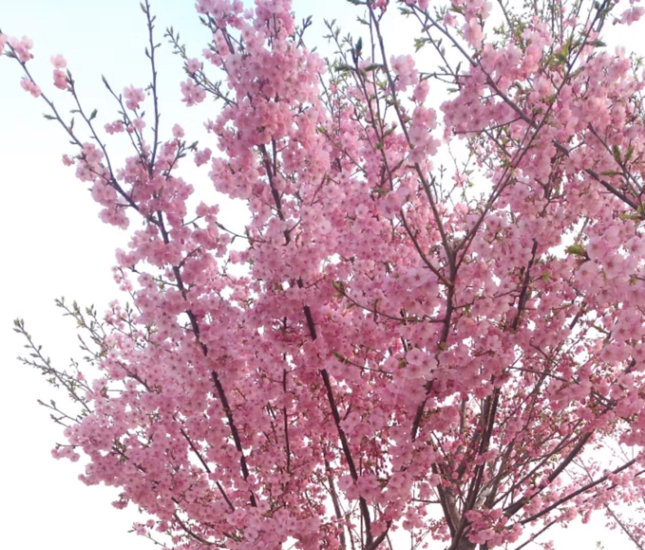 樱花