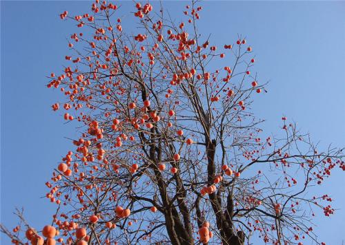 柿子树