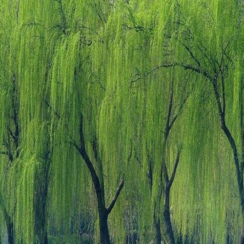 柳树苗圃图片