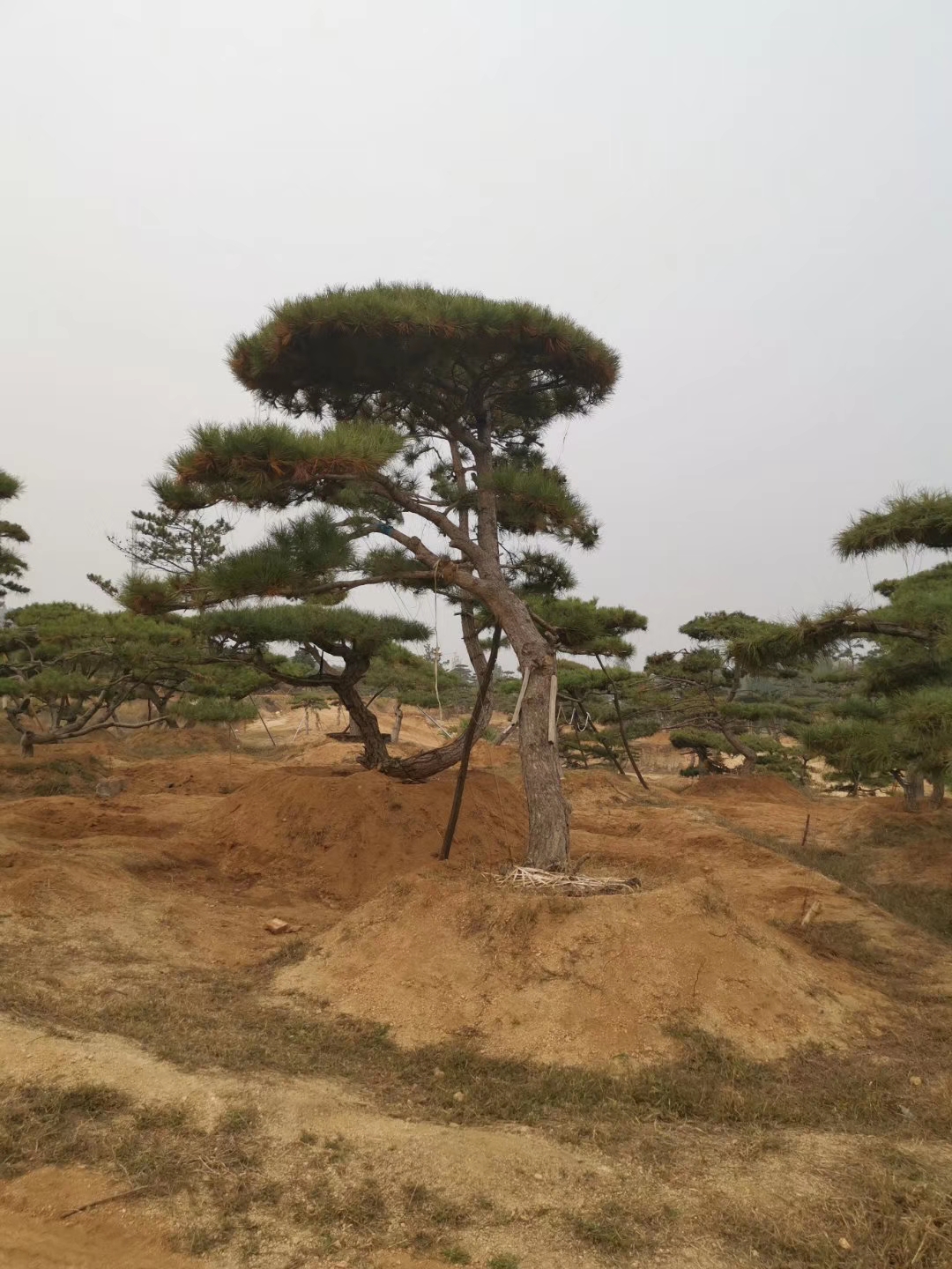造型松