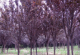 紫叶李苗圃图片