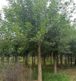 白蜡苗圃图片