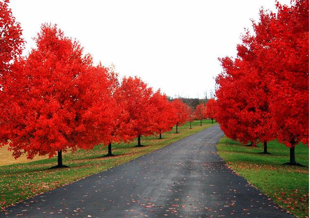 美国红枫树真实图片