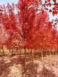 美国红枫苗圃图片